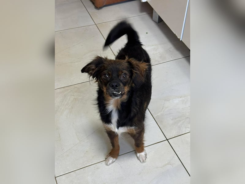 Aria - sucht ihre Menschen