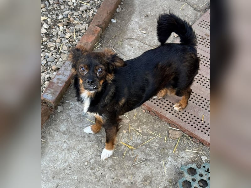 Aria - sucht ihre Menschen