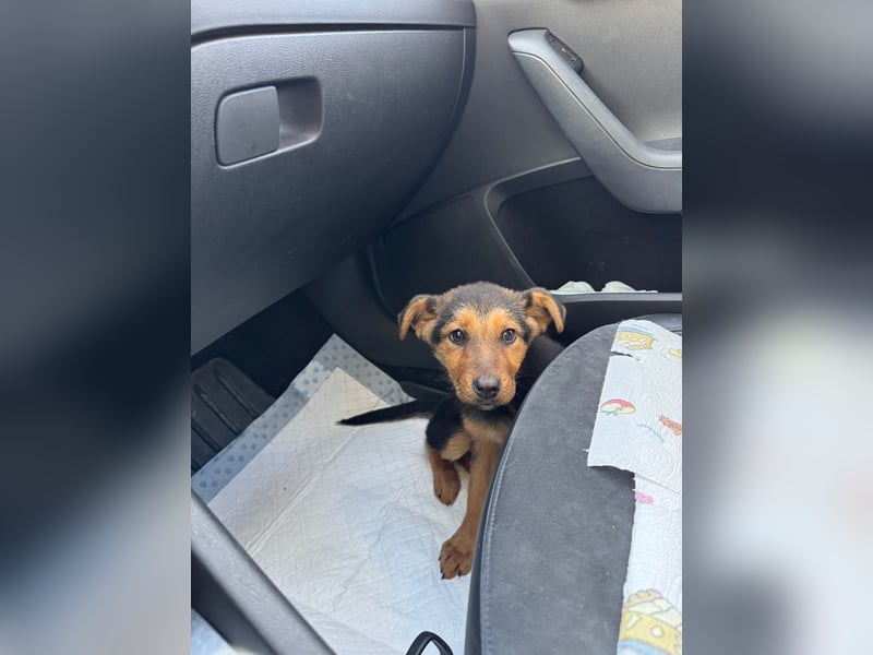 FRIEDA - Hundekind sucht Familienanschluss