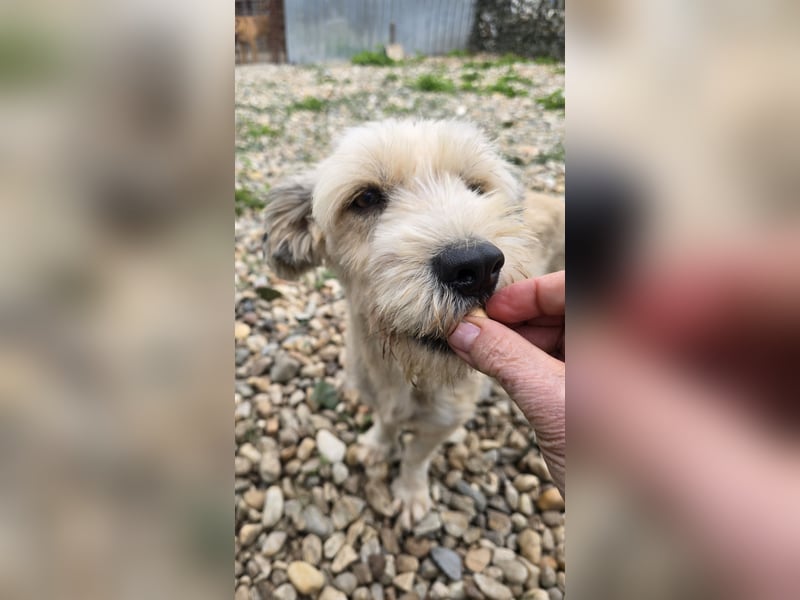 PENNY - möchte endlich raus, aus dem Tierheim PENNY - möchte endlich raus, aus dem Tierheim
