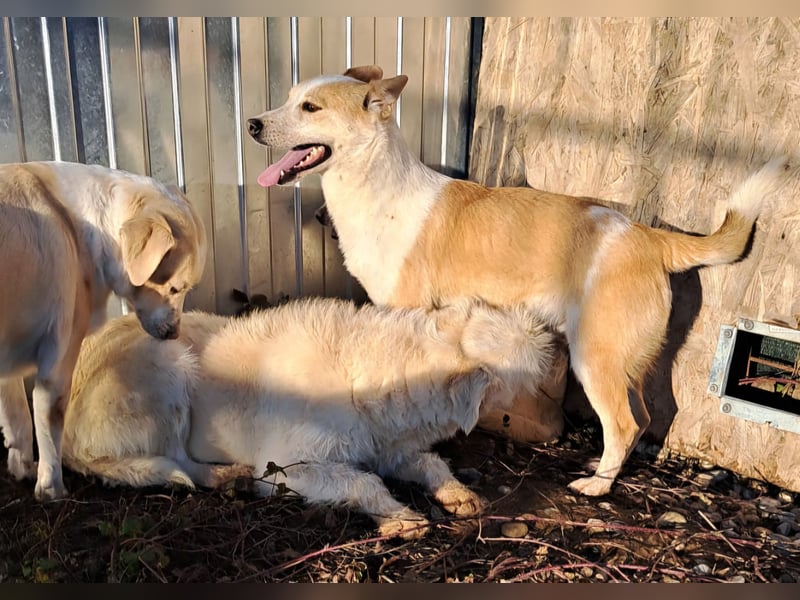 NICO - oder das langsame Sterben der Hoffnung...