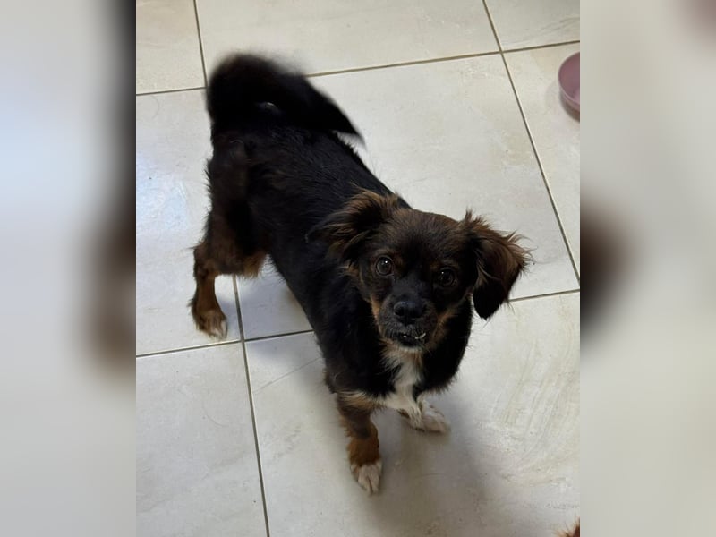 Aria - sucht ihre Menschen