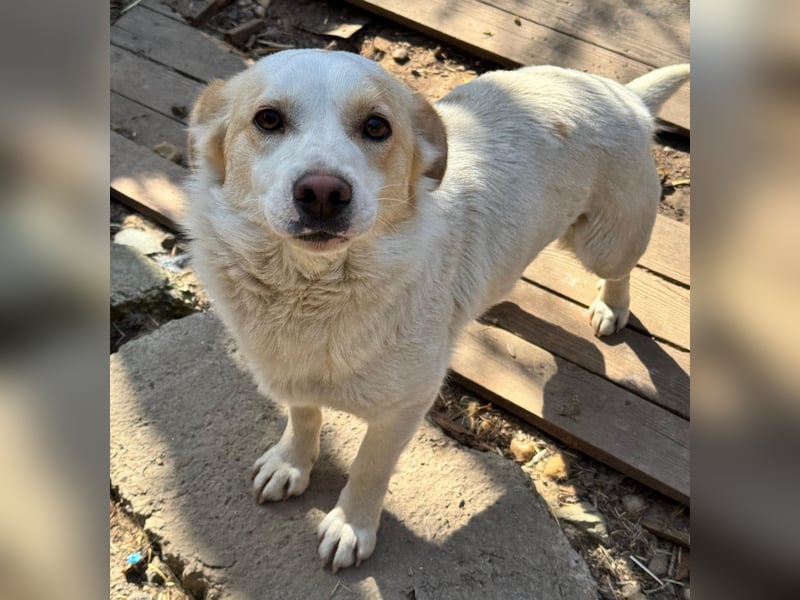 BLONDIE - Zuhause gesucht...