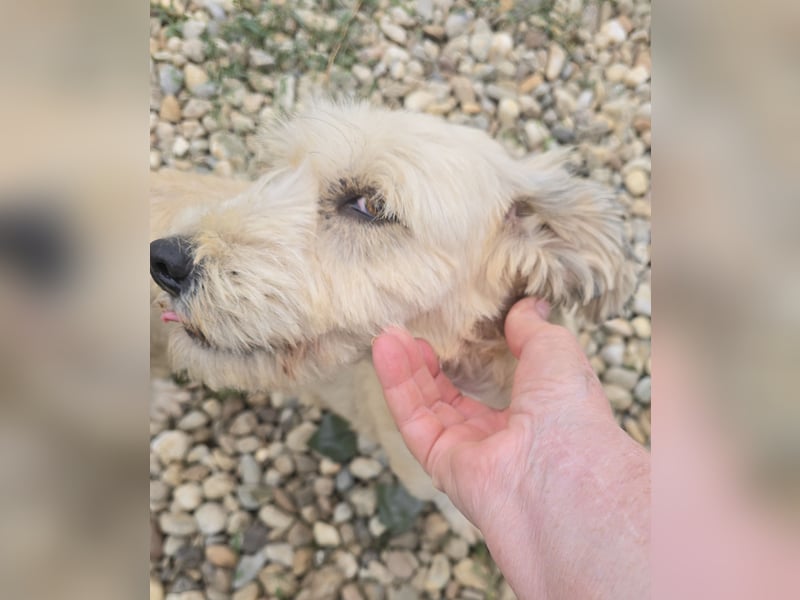 PENNY - möchte endlich raus, aus dem Tierheim PENNY - möchte endlich raus, aus dem Tierheim