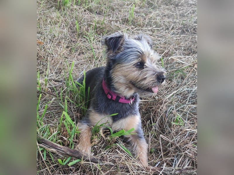 NOTFALL‼️  LOTTI braucht DRINGEND ein neues Zuhause