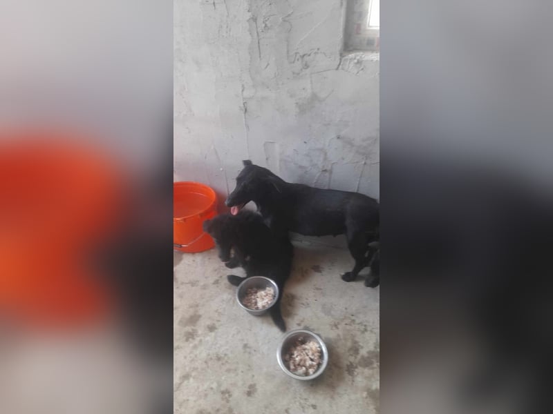 SPARKEY  - liebenswerte Hündin sucht ihre Menschen