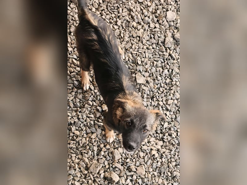 KALIMERO sucht Familienanschlusd
