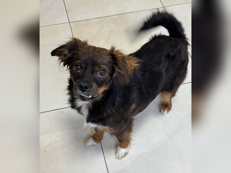 Aria - sucht ihre Menschen