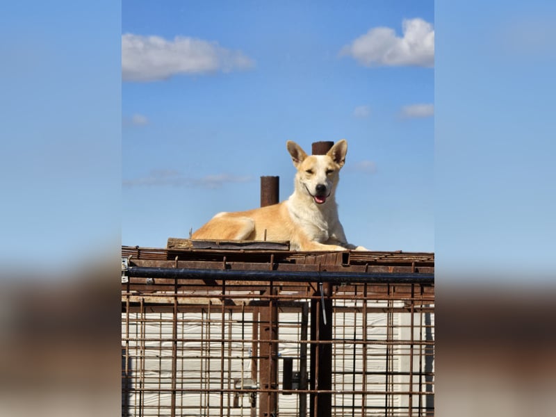 NICO - oder das langsame Sterben der Hoffnung...