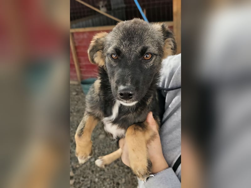 KALIMERO sucht Familienanschlusd