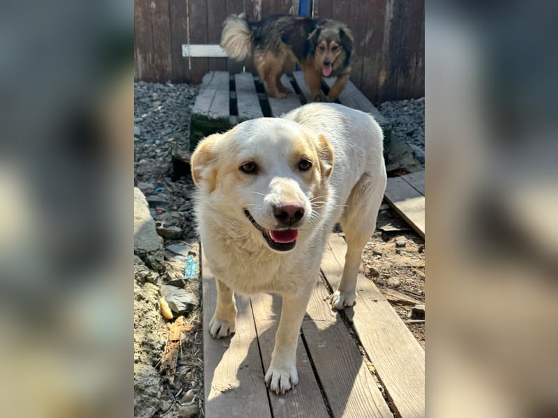 BLONDIE - Zuhause gesucht...