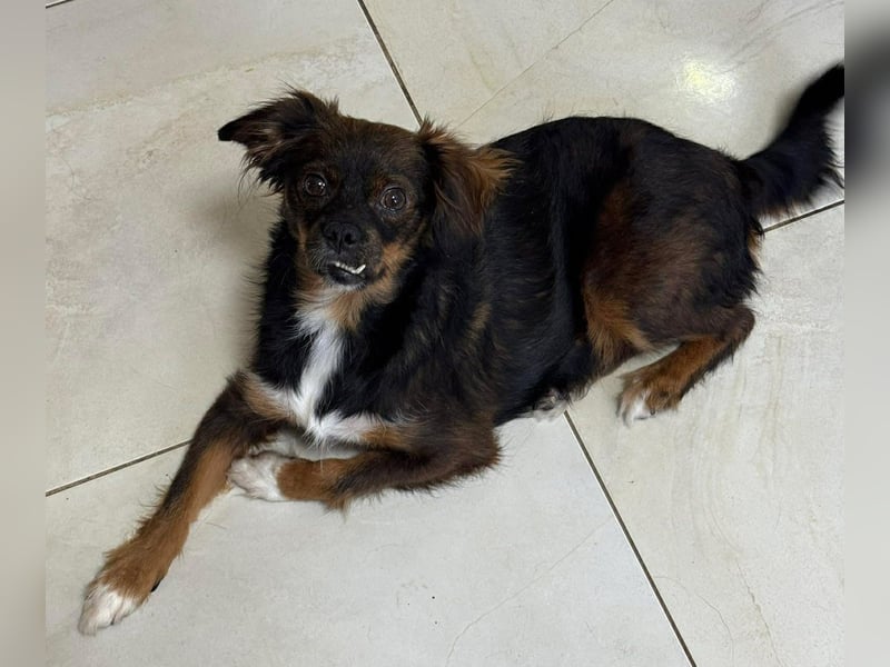 Aria - sucht ihre Menschen