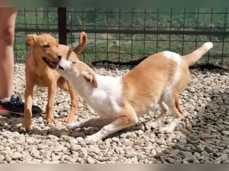 NICO - oder das langsame Sterben der Hoffnung...