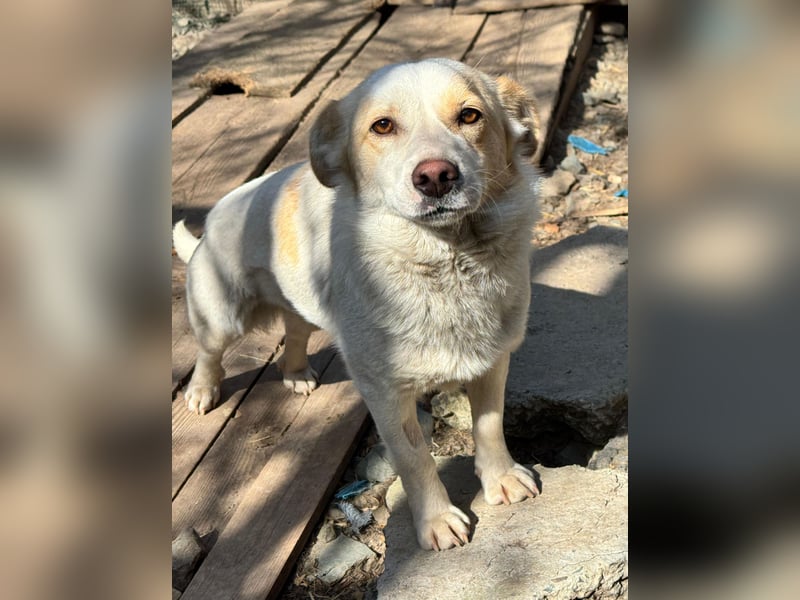 BLONDIE - Zuhause gesucht...