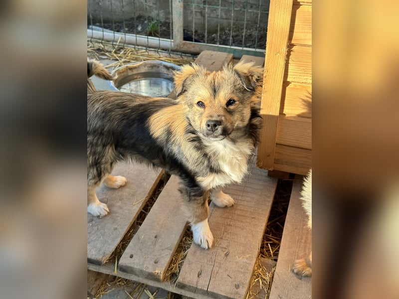 JOEY und JIMMY - 2 Brüder suchen ihre Menschen