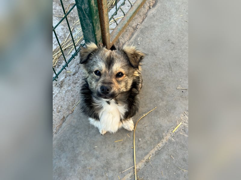 JOEY und JIMMY - 2 Brüder suchen ihre Menschen