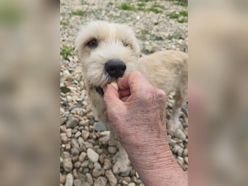 PENNY - möchte endlich raus, aus dem Tierheim PENNY - möchte endlich raus, aus dem Tierheim
