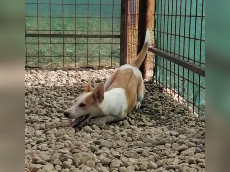 NICO - oder das langsame Sterben der Hoffnung...