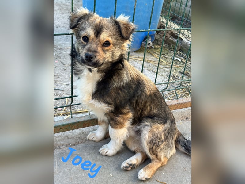 JOEY und JIMMY - 2 Brüder suchen ihre Menschen