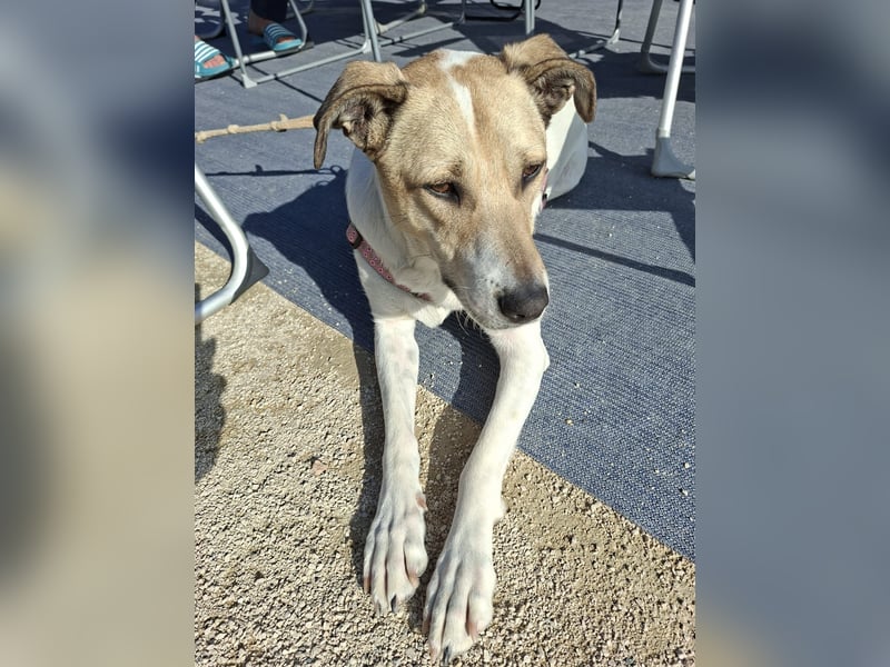 NICO - oder das langsame Sterben der Hoffnung...