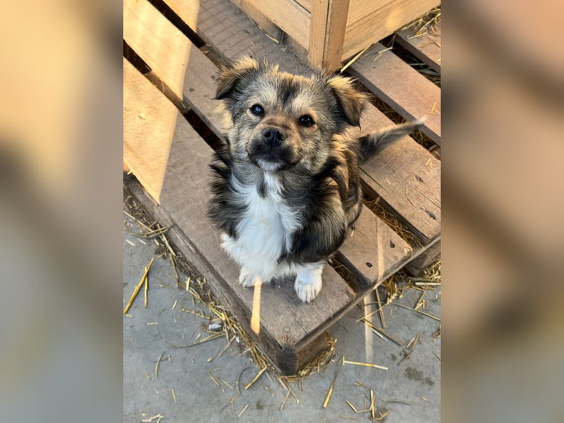 JOEY und JIMMY - 2 Brüder suchen ihre Menschen