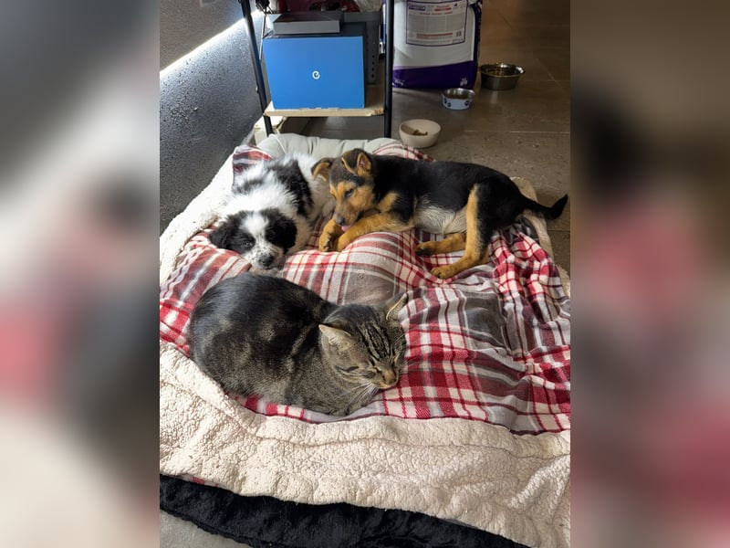 FRIEDA - Hundekind sucht Familienanschluss