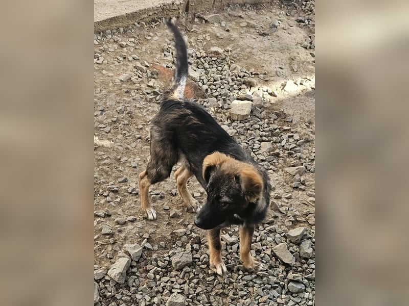 KALIMERO sucht Familienanschlusd