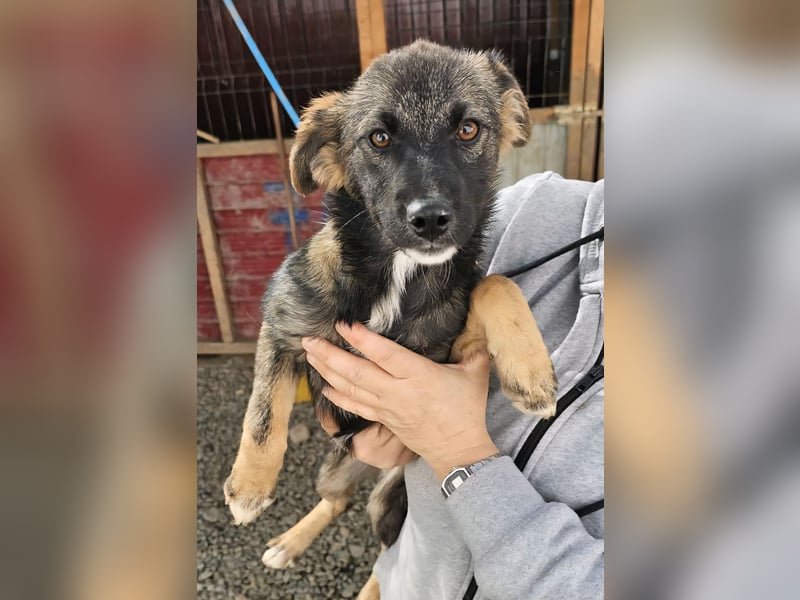 KALIMERO sucht Familienanschlusd