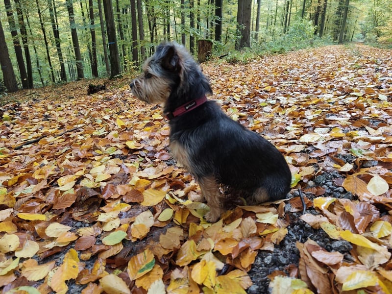 NOTFALL‼️  LOTTI braucht DRINGEND ein neues Zuhause