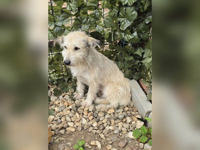 Blanca - sanfte Hündin sucht ihr Körbchen für's Leben