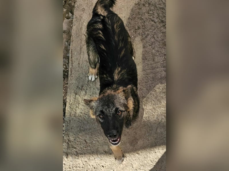 KALIMERO sucht Familienanschlusd