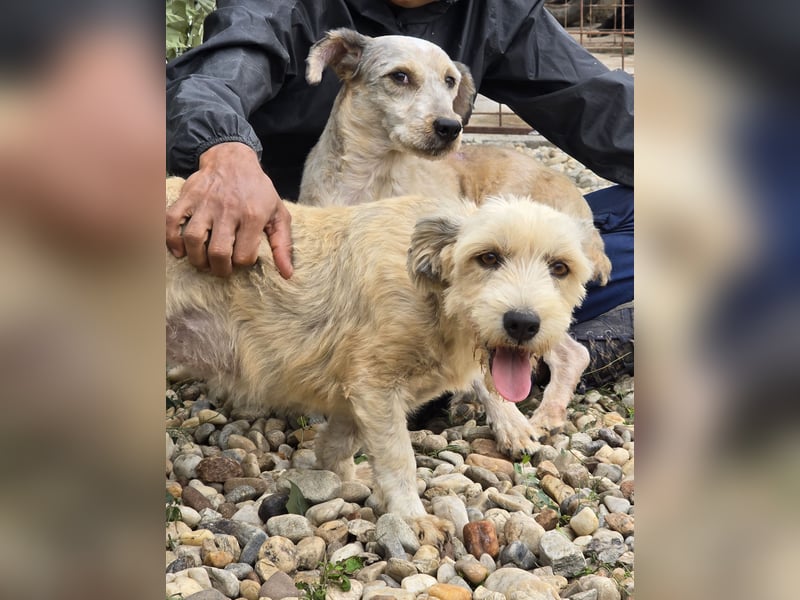 PENNY - möchte endlich raus, aus dem Tierheim PENNY - möchte endlich raus, aus dem Tierheim