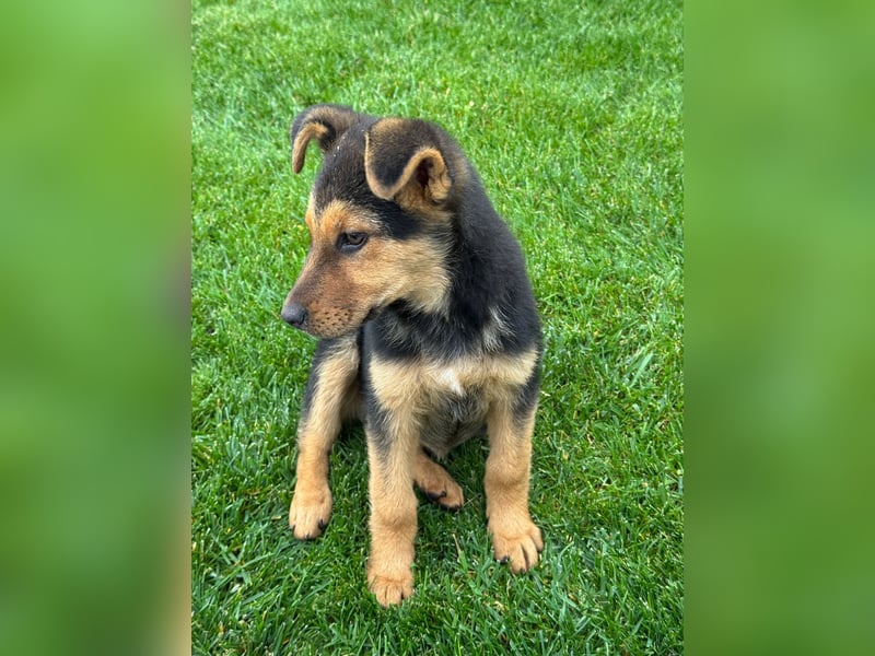 FRIEDA - Hundekind sucht Familienanschluss