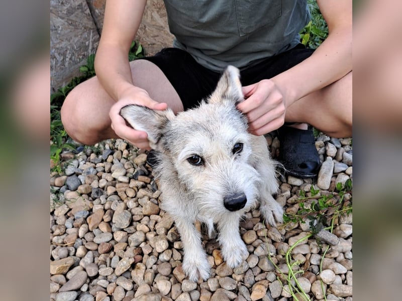 Blanca - sanfte Hündin sucht ihr Körbchen für's Leben