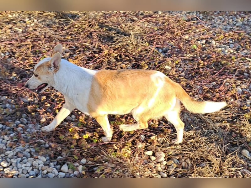 NICO - oder das langsame Sterben der Hoffnung...