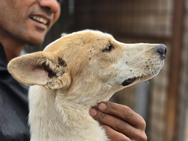 NICO - oder das langsame Sterben der Hoffnung...