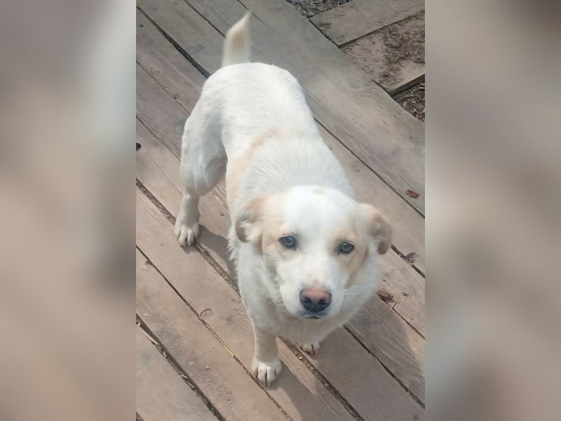 BLONDIE - Zuhause gesucht...