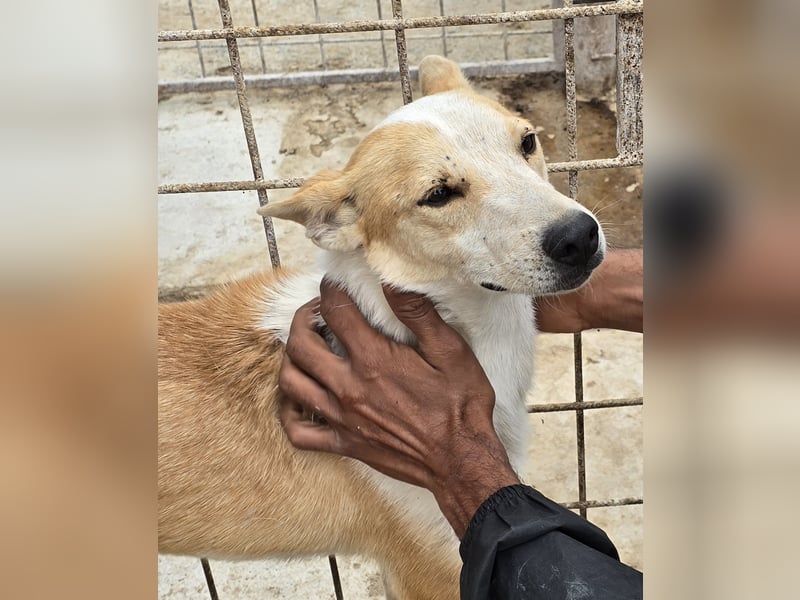 NICO - oder das langsame Sterben der Hoffnung...