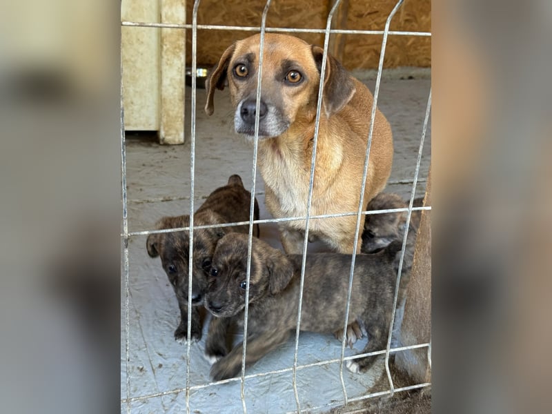 Fünf "Stromer" suchen ein Zuhause