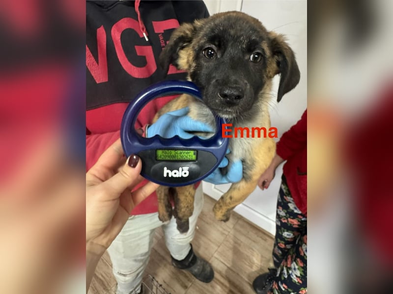 Fünf "Stromer" suchen ein Zuhause