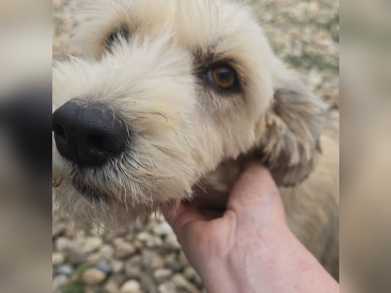 PENNY - möchte endlich raus, aus dem Tierheim PENNY - möchte endlich raus, aus dem Tierheim