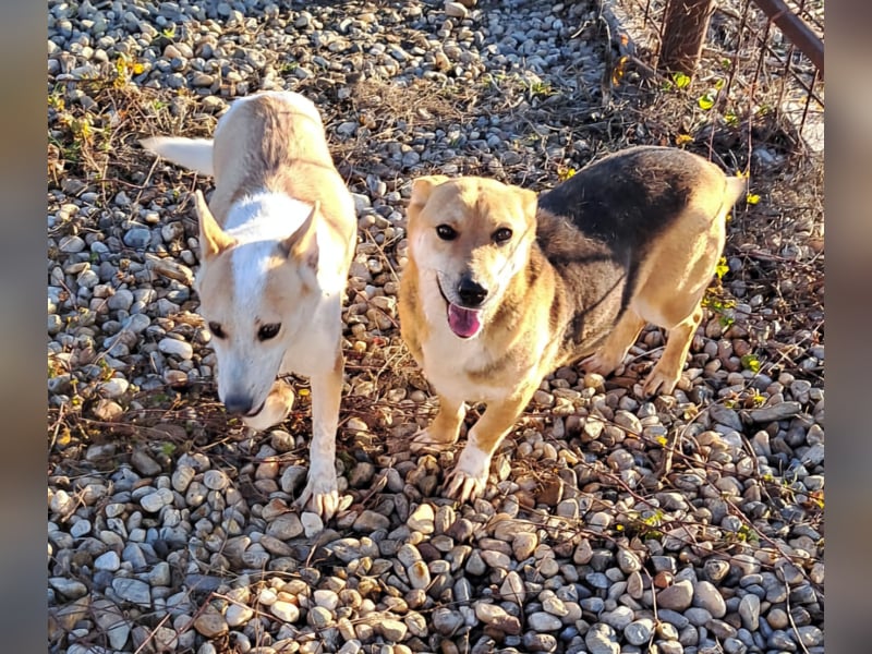 NICO - oder das langsame Sterben der Hoffnung...