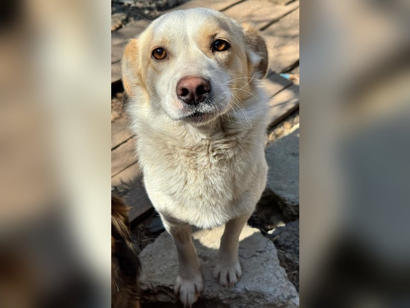 BLONDIE - Zuhause gesucht...