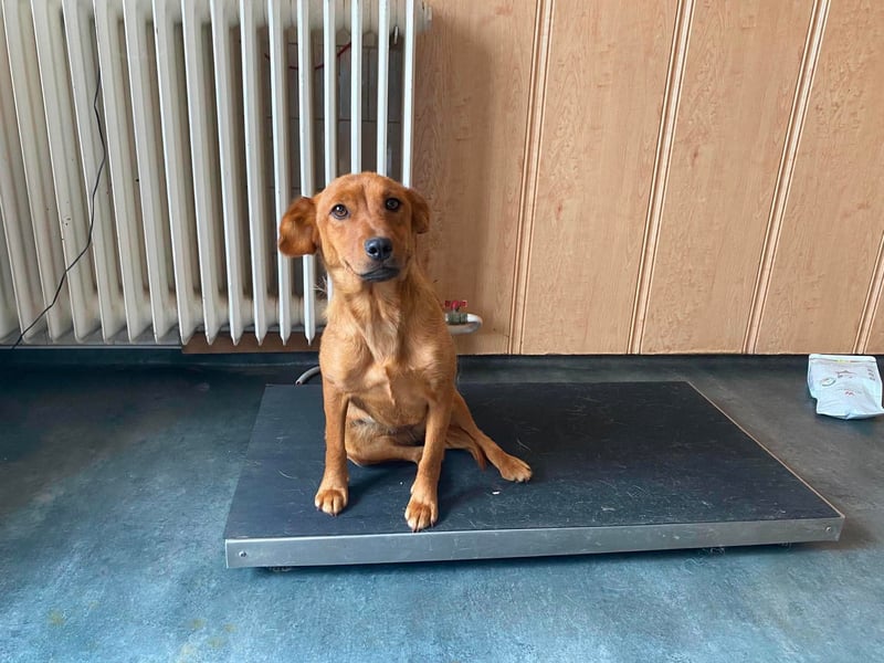 Ronja, bezaubernde junge Hündin