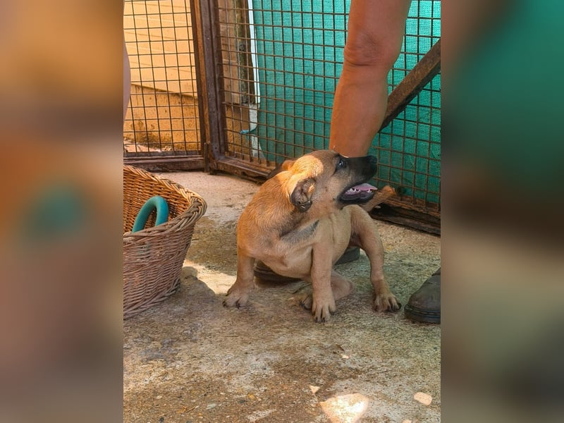 Bella, putzmunter und verspielt