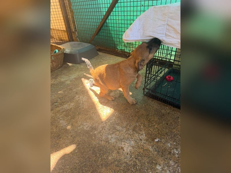 Bella, putzmunter und verspielt