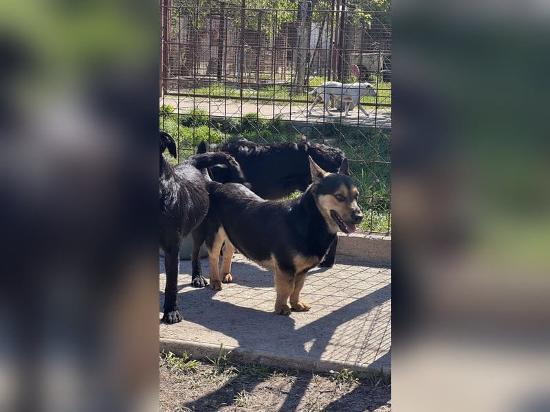 Charmanter Köròs sucht sein Körbchen