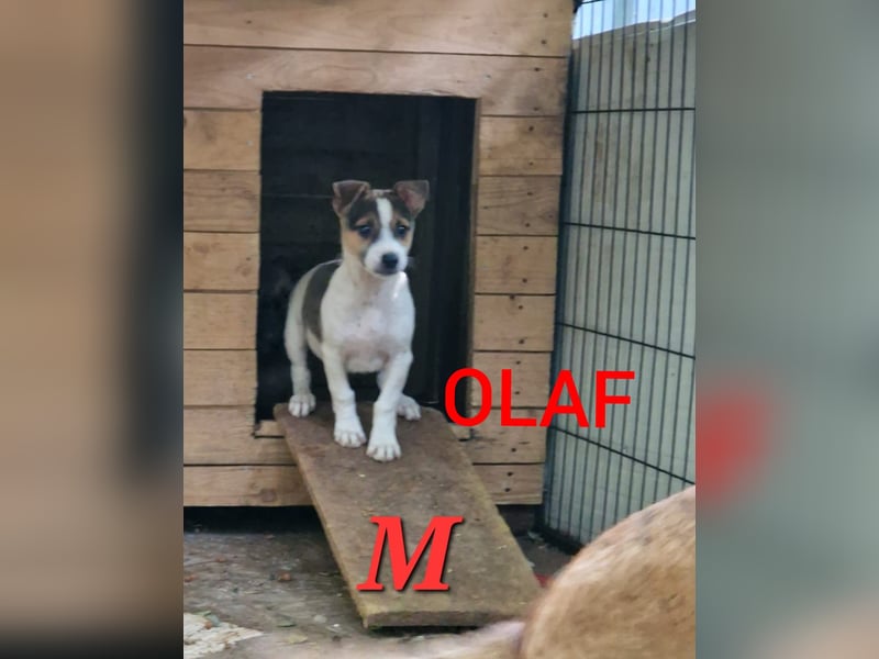 Olaf, kleiner Junghund, ca, 2 ¾ Jahre, schüchtern, vorsichtig, neugierig, sozial