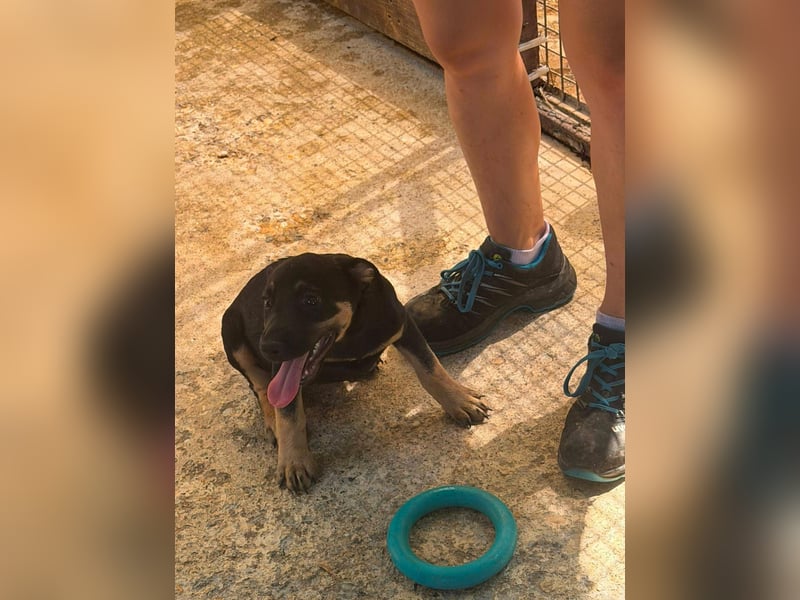 Cora, sucht liebevolles Zuhause