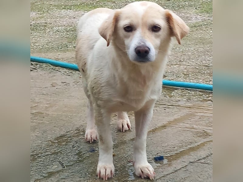 Mirka- sucht ein Zuhause-vorgemerkt